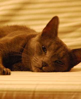 Cachemire, le chat de Charlotte et les bienfaits en sa présence